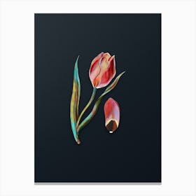 Vintage Sun's Eye Tulip Botanical Watercolor Illustration on Dark Teal Blue n.0371 Canvas Print