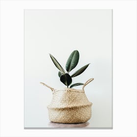 Wicker Basket With Plant Canvas Print