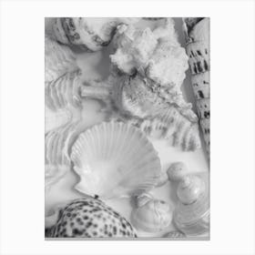 Black And White Sea Shells Canvas Print