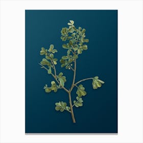 Vintage European Buckthorn Botanical Art on Teal Blue Canvas Print