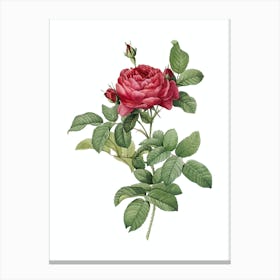 Vintage Red Gallic Rose Botanical Illustration on Pure White Canvas Print