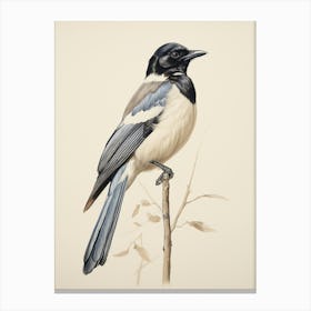 Vintage Bird Drawing Magpie 2 Canvas Print