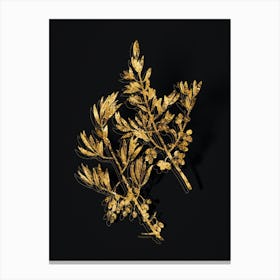 Vintage Wild Olive Botanical in Gold on Black n.0606 Canvas Print