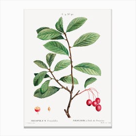 Broad Leaved Cockspur Thorn, Pierre Joseph Redoute Canvas Print