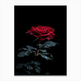 Dark Rose 91 Canvas Print