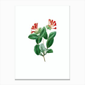 Vintage North West Honeysuckle Botanical Illustration on Pure White n.0339 Canvas Print