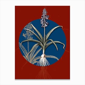 Vintage Botanical Scilla Patula on Circle Blue on Red n.0195 Canvas Print