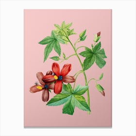 Vintage Lavatera Phoenicea Botanical on Soft Pink n.0081 Canvas Print
