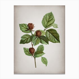 Vintage Carolina Allspice Flower Botanical on Parchment n.0697 Canvas Print