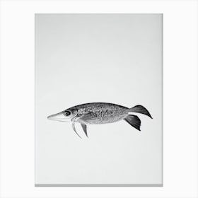 Cuttlefish Black & White Drawing Canvas Print