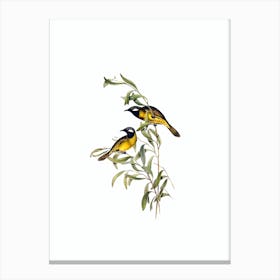 Vintage White Eared Honeyeater Bird Illustration on Pure White n.0098 Canvas Print