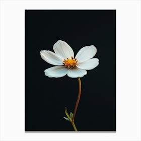 White Flower On A Black Background 5 Canvas Print