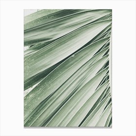 Palm Leaf Canvas Print