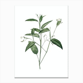 Vintage Maranta Arundinacea Botanical Illustration on Pure White n.0588 Canvas Print