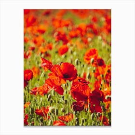 Poppies In A Field Canvas Print