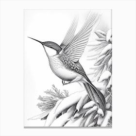 Hummingbird In Snowfall Vintage Botanical Line Drawing Canvas Print