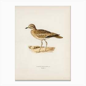 Eurasian Stone Curlew, The Von Wright Brothers Canvas Print