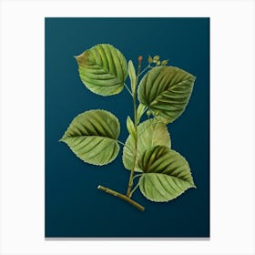 Vintage Linden Tree Branch Botanical Art on Teal Blue n.0560 Canvas Print