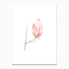 Magnolia A Canvas Print