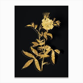 Vintage White Rose of York Botanical in Gold on Black n.0510 Canvas Print