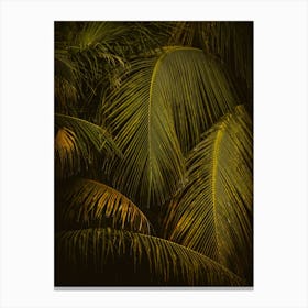 Palm Leaves at Golden Hour Canvas Print