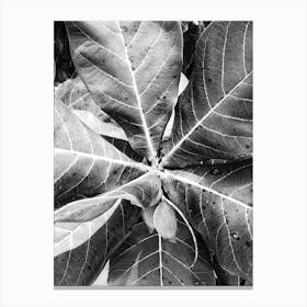 Black And White Leaf 1 Canvas Print