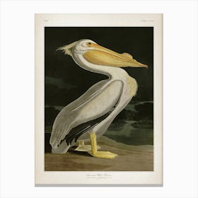 Vintage Audubon 1 American White Pelican Canvas Print