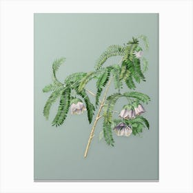 Vintage Spaendoncea Tamarandifolia Botanical Art on Mint Green n.0831 Canvas Print