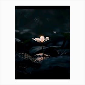 Lotus Flower 48 Canvas Print