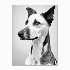 American Foxhound B&W Pencil dog Canvas Print