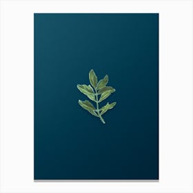 Vintage Buxus Colchica Twig Botanical Art on Teal Blue n.0599 Canvas Print