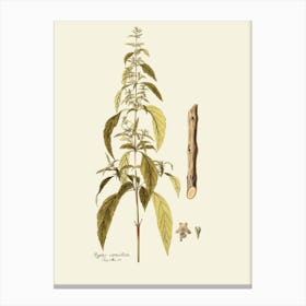 Ginkgo Biloba 3 Canvas Print