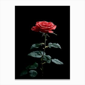 Single Rose On Black Background 6 Canvas Print