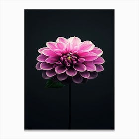 Dahlia Flower 1 Canvas Print