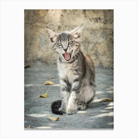 Little Greek Kitten 2 of 3 // Cat - Animal Photography Canvas Print