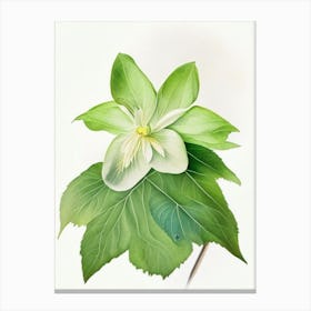 Mayapple Wildflower Watercolour 1 Canvas Print