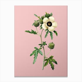 Vintage Venice Mallow Botanical on Soft Pink n.0010 Canvas Print