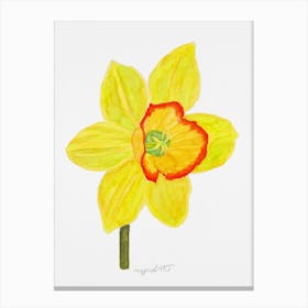 Daffodil 12 Canvas Print