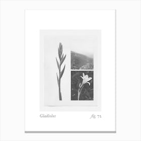 Gladiolus Botanical Collage 2 Canvas Print