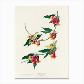 Rathbone Warbler, Birds Of America, John James Audubon Canvas Print