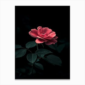 Dark Rose 7 Canvas Print