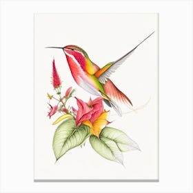 Fiery Throated Hummingbird Quentin Blake Illustration Canvas Print