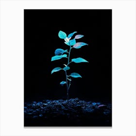 Small Plant In The Dark 2 Canvas Print