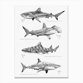Sharks Art Print Canvas Print