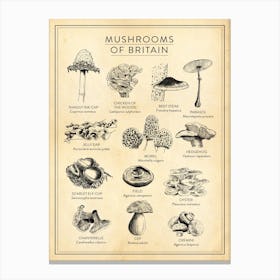 Mushrooms Of Britain Foraging Chart Canvas Print