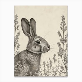 Silver Marten Rabbit Drawing 1 Canvas Print
