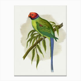 Parrot Stock Videos & Royalty-Free Footage 1 Canvas Print