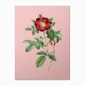 Vintage Red Portland Rose Botanical on Soft Pink n.0519 Canvas Print