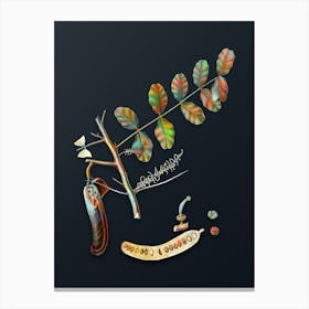 Vintage Carob Botanical Watercolor Illustration on Dark Teal Blue n.0480 Canvas Print