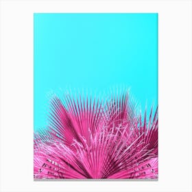 Pink Mexican Fan Palm Fronds Canvas Print
